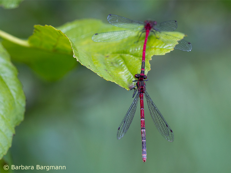 Pyrrhosoma nymphula - tandem